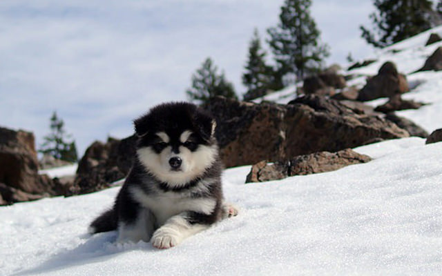 alaskanmalamuteshome03