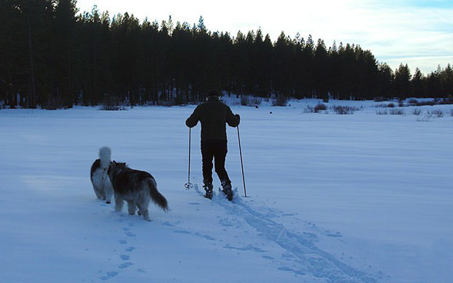 alaskanmalamuteshome05