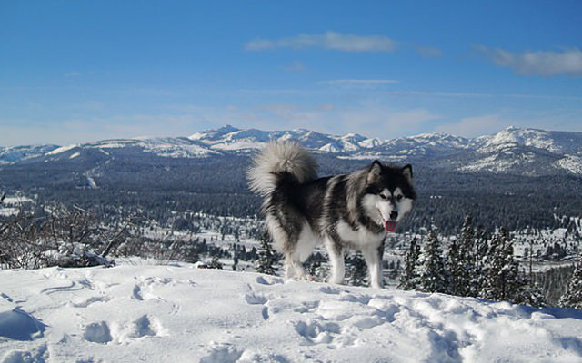 alaskanmalamuteshome06