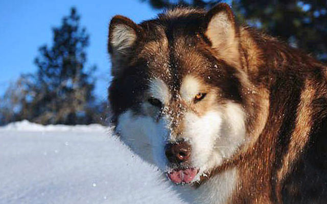 alaskanmalamuteshome09