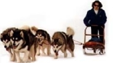 snowlion alaskan malamute sled team