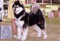 Alaskan Malamutes Ch Snowlion Kathmandu Dreaming