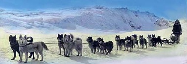Arctic Dogs near the Bering Sea