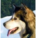 Alaskan Malamuates Ch Snowlion's Trekn Abov
T'Clouds