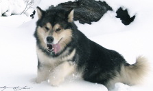 Alaskan Malamutes Ch Snowlions Sky Dancer