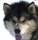 Snowlion Alaskan Malamutes Logan