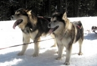 Alaskan Malamutes Ch Snowlions Sky Dancer