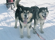 Alaskan Malamutes Ch Snowlions Sky Dancer