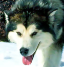 Alaskan Malamutes Ch Moon's Over Everest