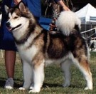 Snowlion's
Trekn Abov T'clouds