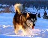 Alaskan Malamutes Ch Snowlions Sky Dancer