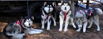 Alaskan Malamutes Ch Snowlion Sky Dancer