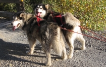 Alaskan Malamutes Ch Snowlion Sky Dancer