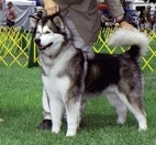 Snowlion's
Trekn Abov T'clouds