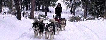 snowlion sled dog teams