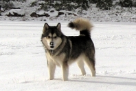 Alaskan Malamutes Snowlion's Festival of Lights
