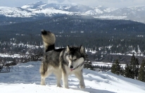 Alaskan Malamutes Snowlion Festival of Lights