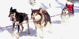 Alaskan Malamutes Snowlion's Festival of Lights