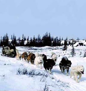 Canadian Eskimo Dogs. source: Jo Kelly  Canadian
Eskimo Dogs 