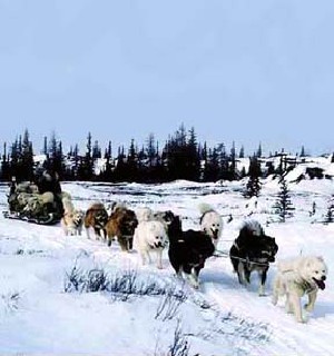 Canadian Eskimo Dogs. source: Jo Kelly Canadian
Eskimo Dogs