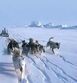 Inuit Dog Team courtesy: G. Pelletier