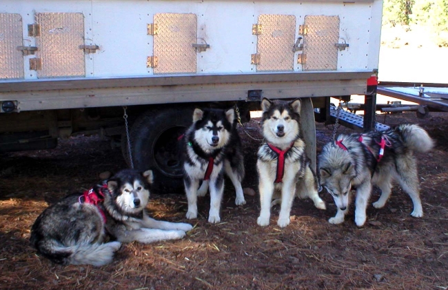 Snowlion Malamutes ATV training