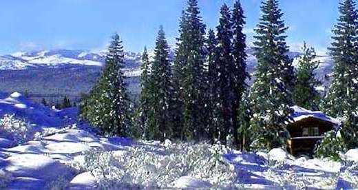 Akc champion malamutes - Our home in the high Sierra