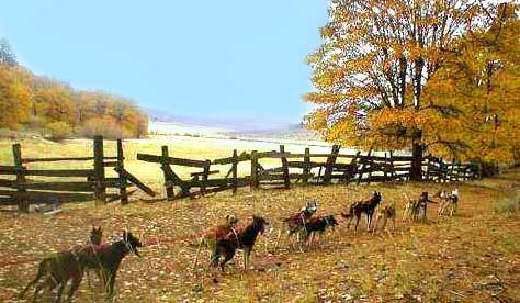 sled dog tours - trails in Lassen 