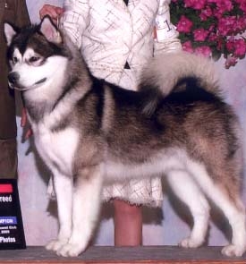 Multi BIS, BISS Ch Snowlion's King of the Pride WLD WPD