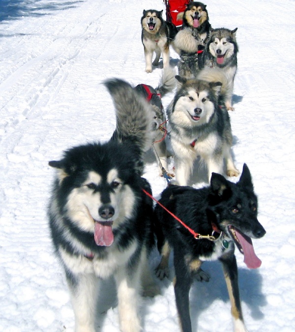 Brook Snowlion Alaskan Malamutes