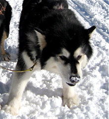 Snowlion Alaskan Malamutes Ch Brook