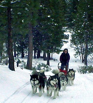 Future champion alaskan malamute sled dogs