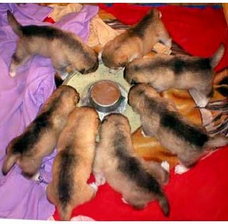 California Nevada AKC Alaskan Malamute breeders