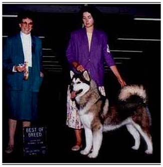 Ch Snowlion's
Kali Devi, champion alaskan malamute, foundation bitch of Snowlion Kennels
