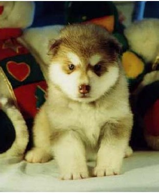 Buying an alaskan malamute puppy from a reputable experienced breeder
