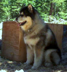 Camai Snowlion Mystik Camai WTD