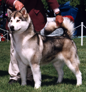 Snowlion Alaskan Malamutes--Ch Tai