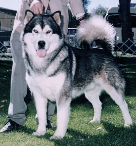 Sire--Ch Charlie