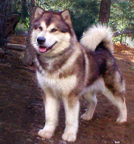 Ch Snowlion Fyre Devil Koyuk