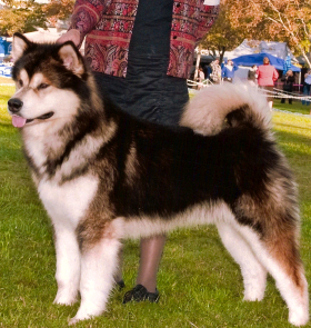 Sire--Ch Snowlion Above the Clouds Logan
