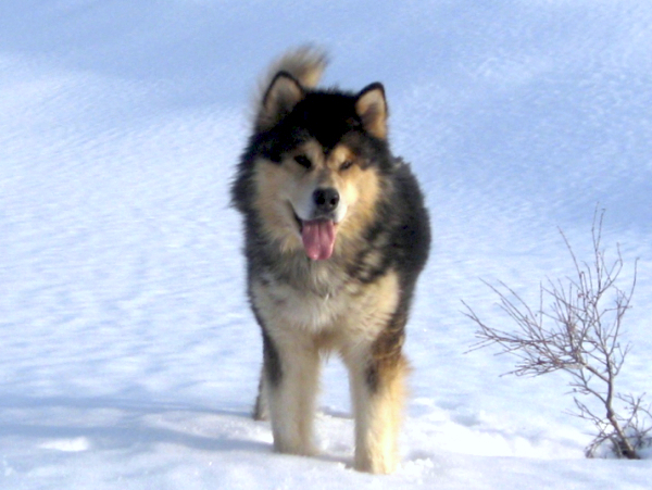 Alaskan Malamutes Snowlion Above the Clouds
