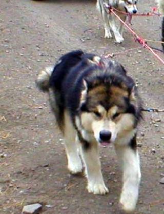 Snowlion Malamutes in harness