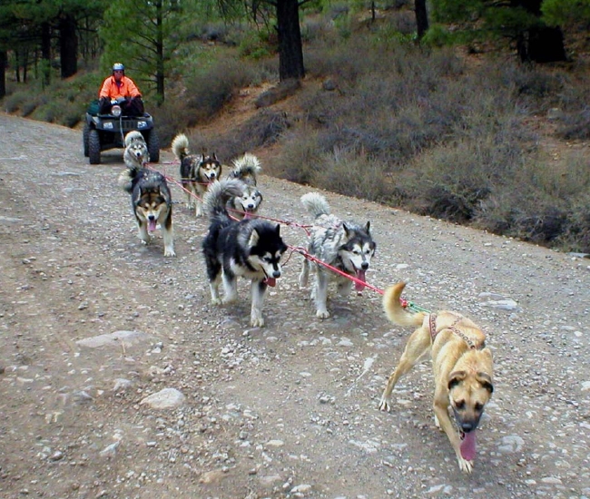 Snowlion Malamutes ATV training