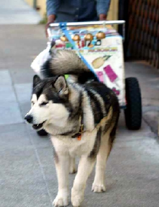 Snowlion Alaskan Malamutes in harness