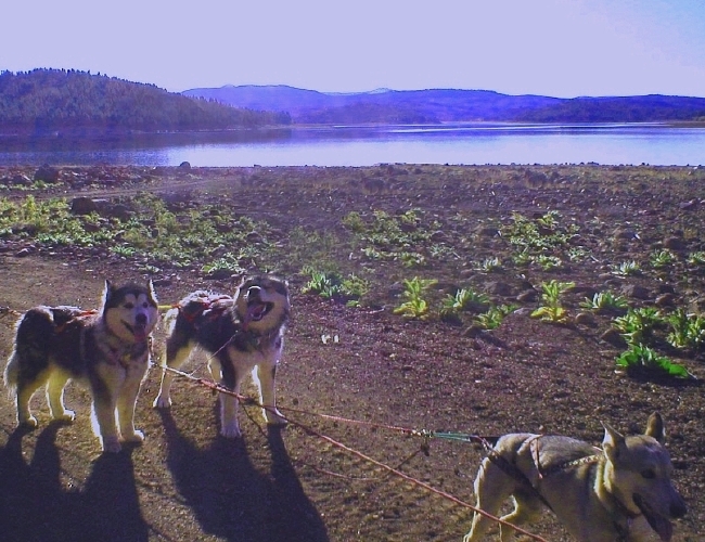 Snowlion Malamutes ATV training