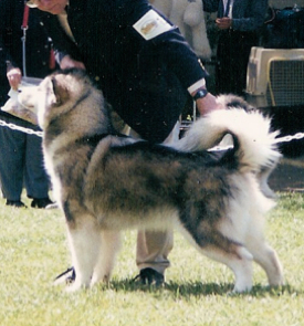 Sire-- Champion Karma