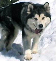 Snowlion Alaskan Malamutes Ch Moon