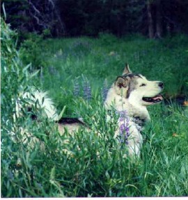 Tika in the
meadow with wild flowers