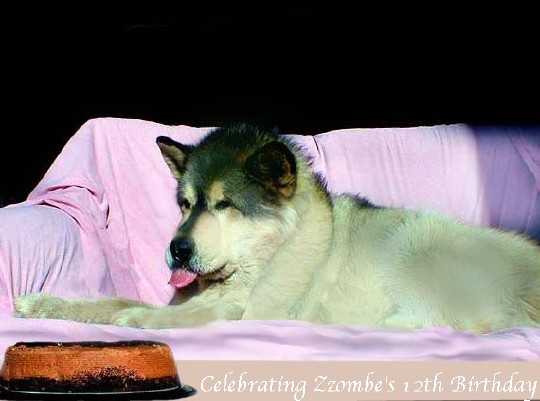 Celebrating Ch Zzombe's 12th Birthday