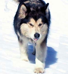 Snowlion Alaskan Malamutes Ch Jade